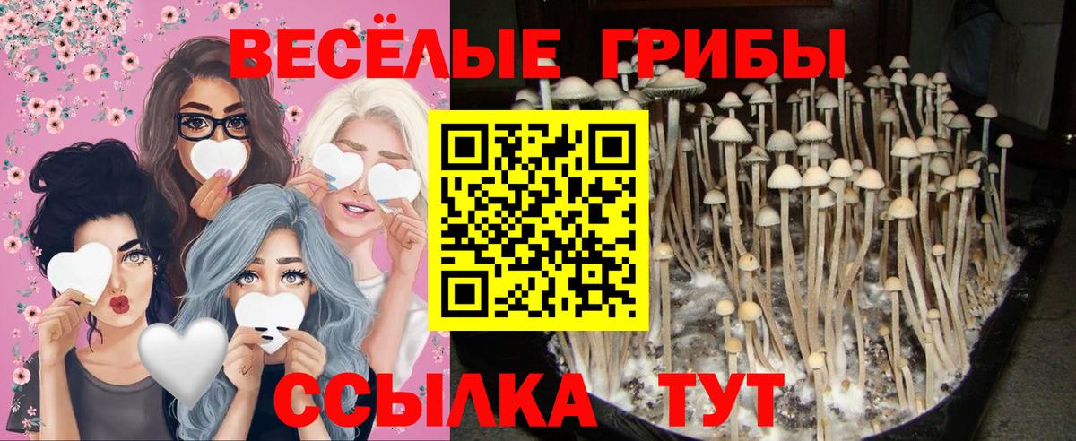 Псилоцибиновые грибы Cubensis  Вход с VPN  Ялуторовск  Псилоцибиновые грибы Cubensis 